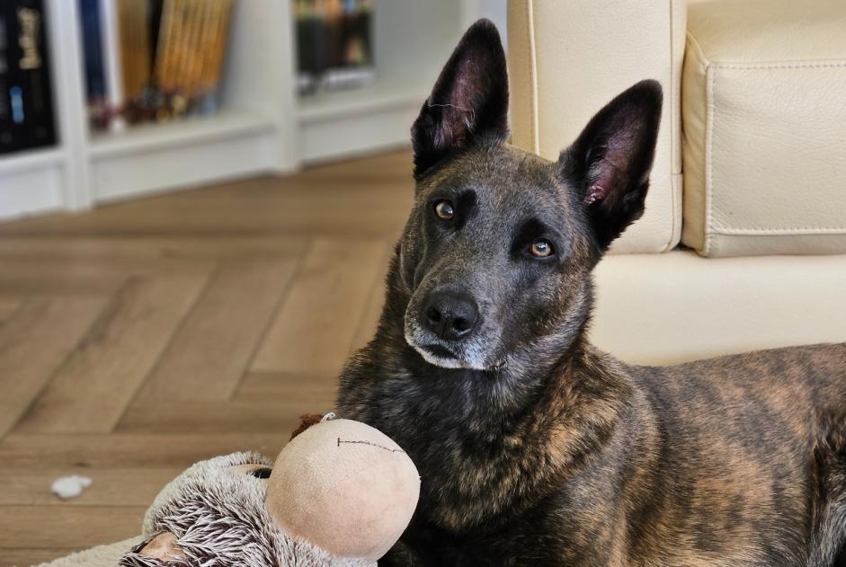 Alerte Disparition Chien  Femelle , 4 ans Le Tâtre France