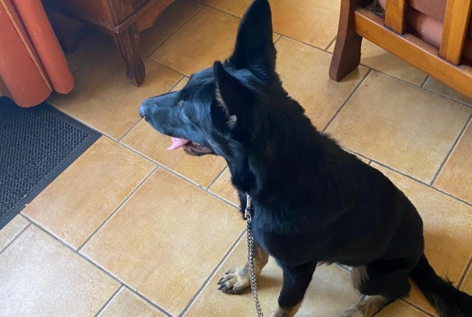 Alerte Découverte Chien croisement  Mâle Verteuil-sur-Charente France