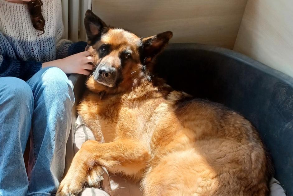 Alerte Disparition Chien Mâle , 5 ans Verrières France Alerte Disparition Chien Mâle , 5 ans Verrières France