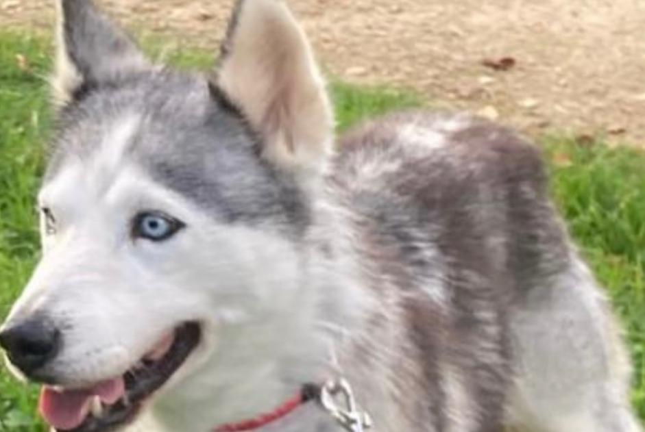 Avviso scomparsa Cane Femmina , 7 anni Confolens Francia Avviso scomparsa Cane Femmina , 7 anni Confolens Francia