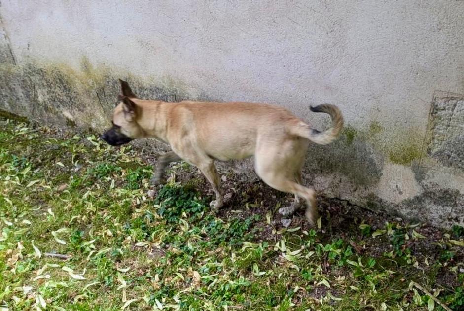 Ontdekkingsalarm Hond rassenvermenging  Vrouwtje Ars Frankrijk